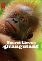 红毛猩猩的秘密生活 Secret Lives of Orangutans